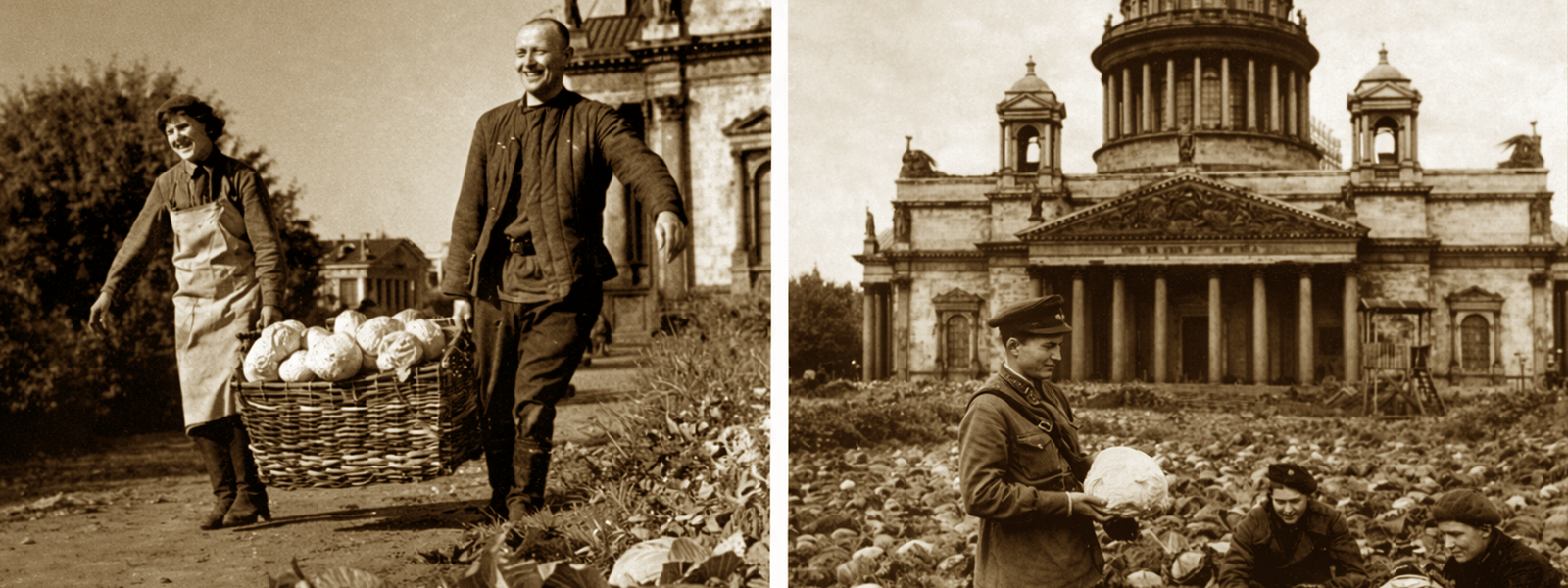 Люди собирают капусту во время блокады Ленинграда: огороды на площадях города