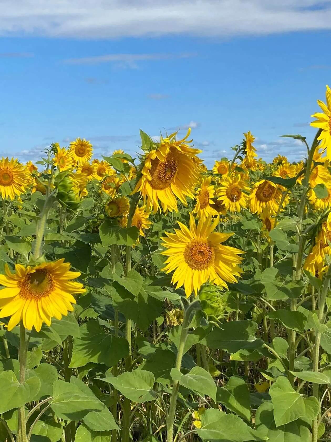 sunflowers in Veliky Novgorod