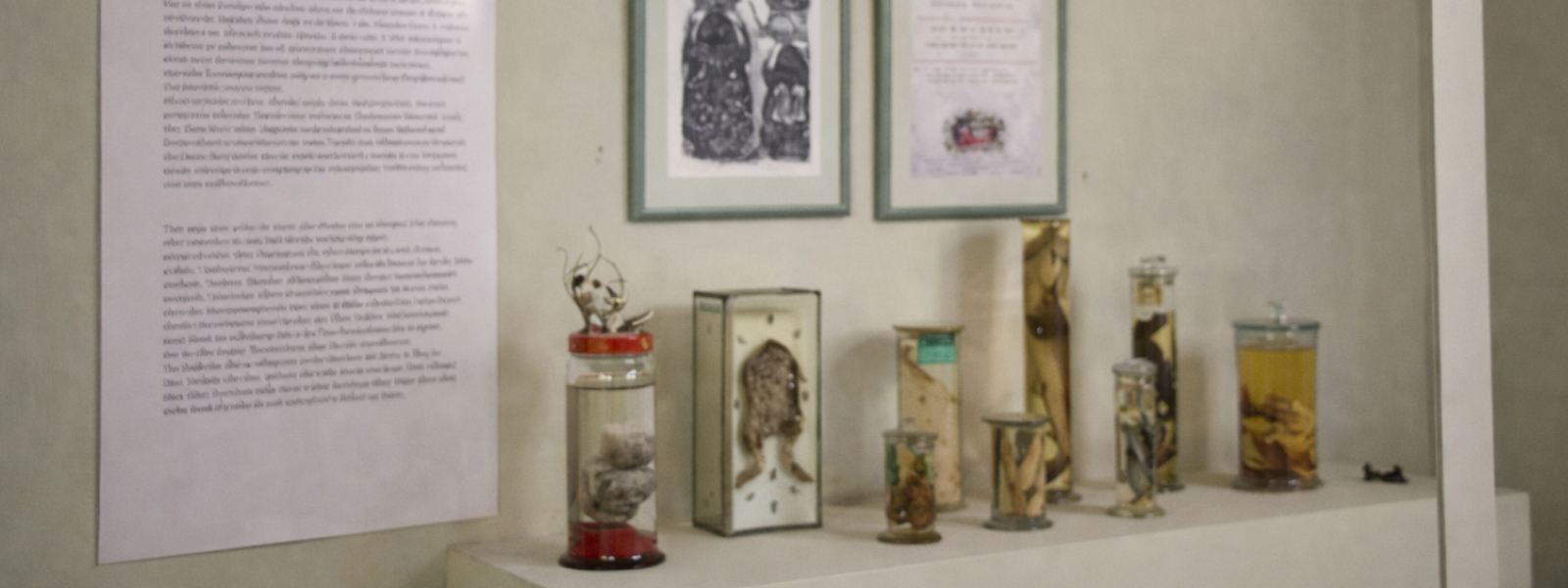 Коллекция аптекаря и натуралиста Альберта Себа: образцы растений и животных