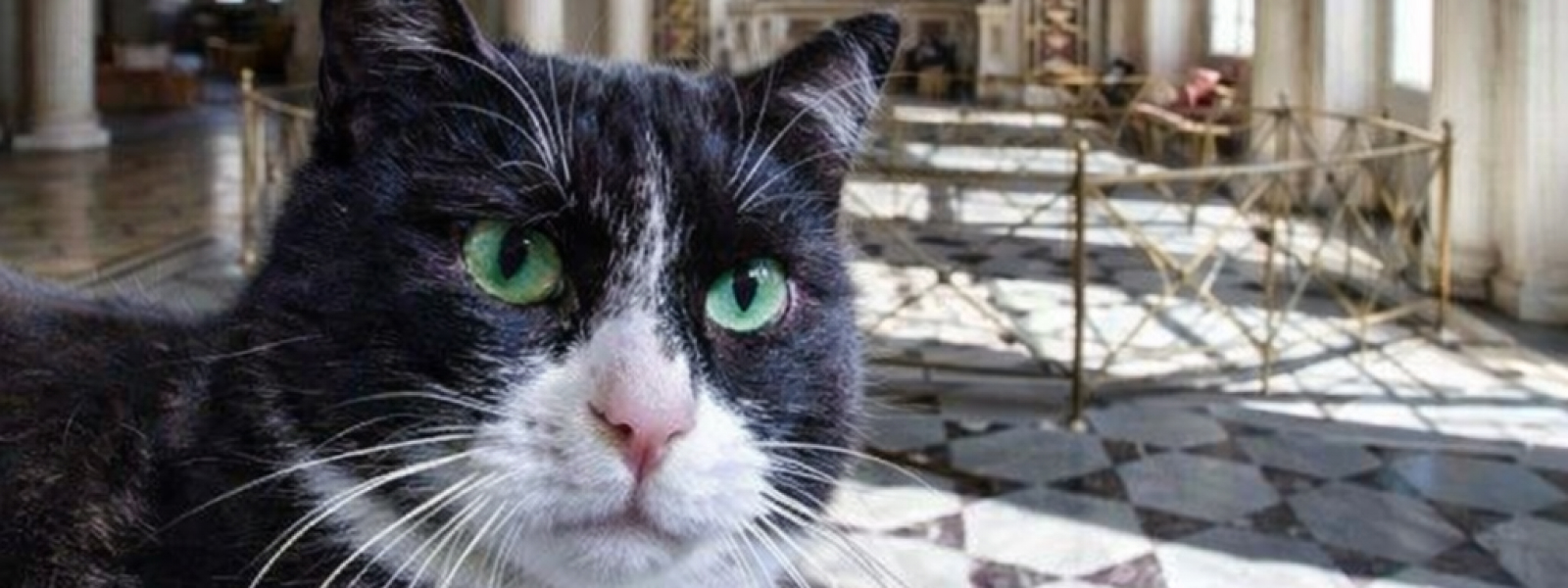 Котиночка — эрмитажная кошка, потомок котов, спасших музей в блокаду